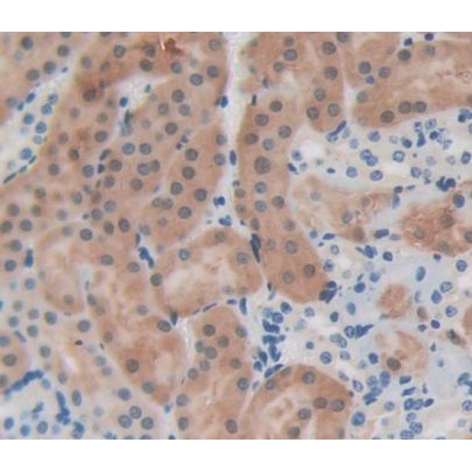 Erythrocyte Membrane Protein Band 4.1 (EPB41) Mouse Polyclonal Antibody