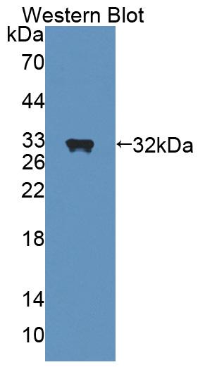Nuclear Receptor Subfamily 0,Group B,Member 2 (NR0B2) Rat Polyclonal Antibody