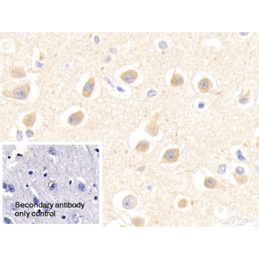Endothelial Differentiation Related Factor 1 (EDF1) Human Polyclonal Antibody