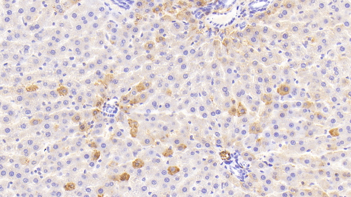 11-Beta-Hydroxysteroid Dehydrogenase Type 1 (HSD11b1) Rat Polyclonal Antibody