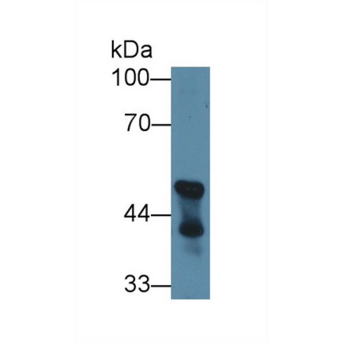 2',3'-Cyclic Nucleotide 3'-Phosphodiesterase (CNP) Mouse Polyclonal Antibody