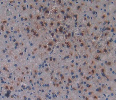 Adrenocortical Dysplasia Homolog (ACD) Rat Polyclonal Antibody