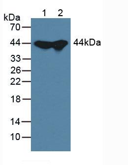 Adenosine Kinase (ADK) Mouse Polyclonal Antibody