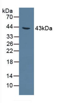 Alanine Glyoxylate Aminotransferase (AGXT) Rat Polyclonal Antibody