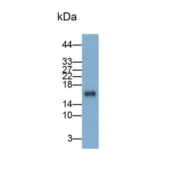 Ionized Calcium-binding Adapter Molecule 1 (IBA1) Human Polyclonal Antibody