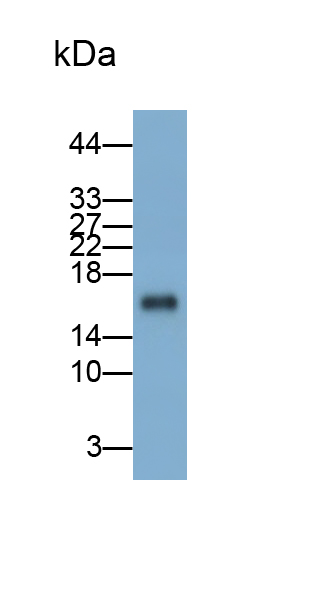Ionized Calcium-binding Adapter Molecule 1 (IBA1) Human Polyclonal Antibody