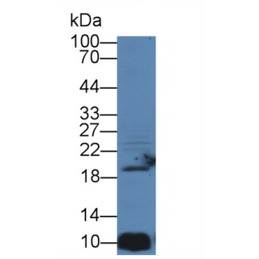 Ionized Calcium-binding Adapter Molecule 1 (IBA1) Mouse Polyclonal Antibody