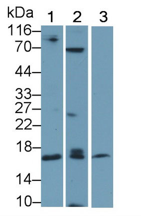 Ionized Calcium-binding Adapter Molecule 1 (IBA1) Rat Polyclonal Antibody
