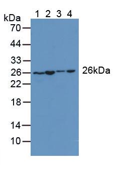 Adenylate Kinase 2 (AK2) Rat Polyclonal Antibody