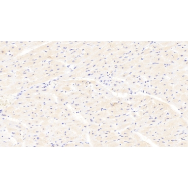 Autocrine Motility Factor Receptor (AMFR) Human Polyclonal Antibody