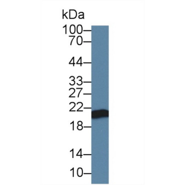 Apolipoprotein M (APOM) Canis familiaris; Canine (Dog) Polyclonal Antibody