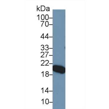 Apolipoprotein M (APOM) Mouse Polyclonal Antibody