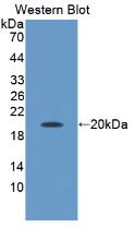 Apolipoprotein M (APOM) Pig Polyclonal Antibody