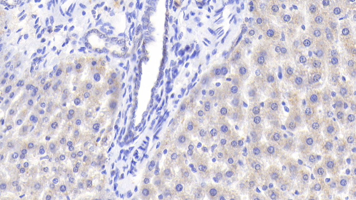 Apolipoprotein M (APOM) Rat Polyclonal Antibody