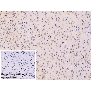 Mesencephalic Astrocyte Derived Neurotrophic Factor (MANF) Human Polyclonal Antibody
