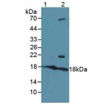 Activating Transcription Factor 3 (ATF3) Human Polyclonal Antibody