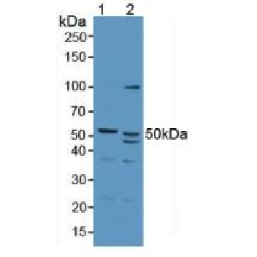 Antizyme Inhibitor 1 (AZIN1) Human Polyclonal Antibody