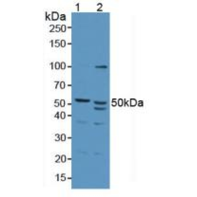 Antizyme Inhibitor 1 (AZIN1) Human Polyclonal Antibody