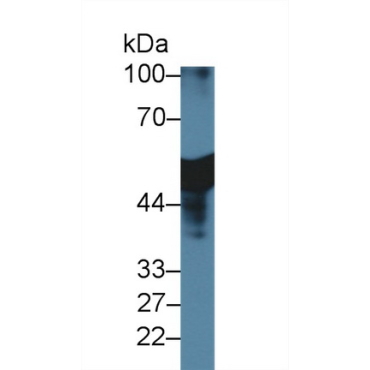 Antithrombin (AT) Bovine (Cattle) Polyclonal Antibody