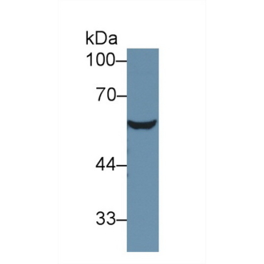 Antithrombin (AT) Mouse Polyclonal Antibody