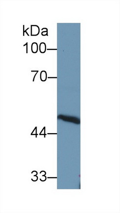 Antithrombin (AT) Rat Polyclonal Antibody