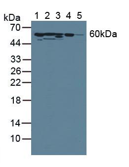 Antithrombin (AT) Rat Polyclonal Antibody
