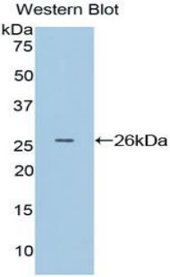 Adenomatosis Polyposis Coli Protein (APC) Rat Polyclonal Antibody