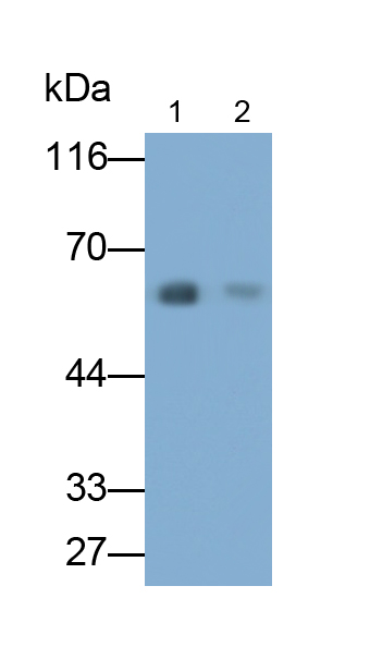 Aromatase (ARO) Rat Polyclonal Antibody
