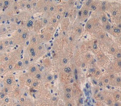 B-Cell CLL/Lymphoma 10 (Bcl10) Human Polyclonal Antibody