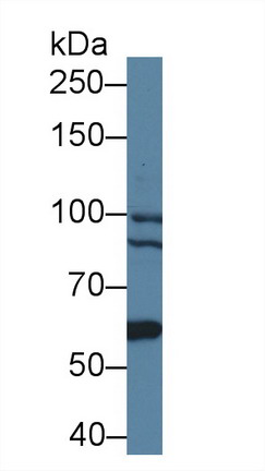 Bcl6 Corepressor (BCOR) Mouse Polyclonal Antibody