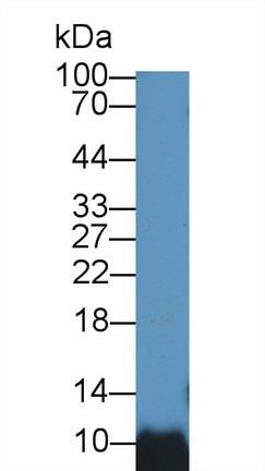 Autointegration Factor 1 (BANF1) Human Polyclonal Antibody
