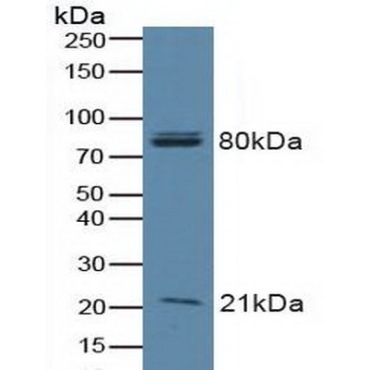Bcl2 Associated Death Promoter (BAD) Human Polyclonal Antibody