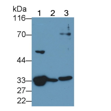 Caspase 6 (CASP6) Human Polyclonal Antibody