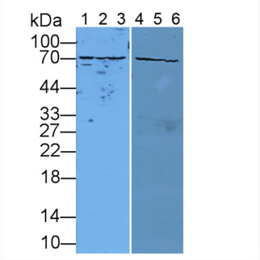 Heat Shock 70kDa Protein 5 (HSPA5) Mouse Polyclonal Antibody