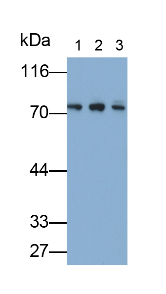 Heat Shock 70kDa Protein 5 (HSPA5) Rat Polyclonal Antibody