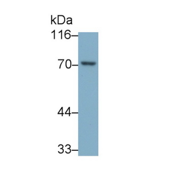 Annexin A6 (ANXA6) Human Polyclonal Antibody