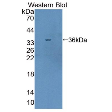 Calcineurin Binding Protein 1 (CABIN1) Mouse Polyclonal Antibody