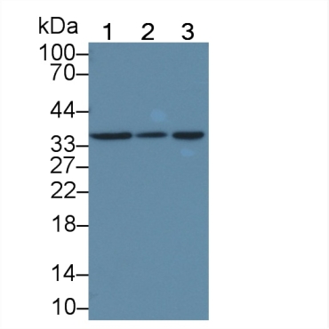 Calneuron 1 (CALN1) Human Polyclonal Antibody