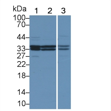 Calcium Modulating Ligand (CAMLG) Mouse Polyclonal Antibody