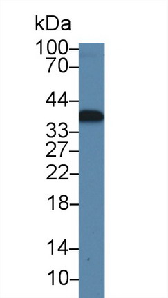 Calcium Modulating Ligand (CAMLG) Rat Polyclonal Antibody