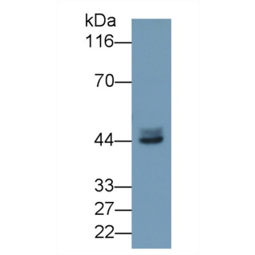 Calcium Activated Nucleotidase 1 (CANT1) Mouse Polyclonal Antibody