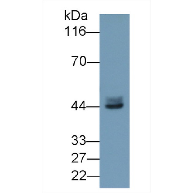 Calcium Activated Nucleotidase 1 (CANT1) Mouse Polyclonal Antibody