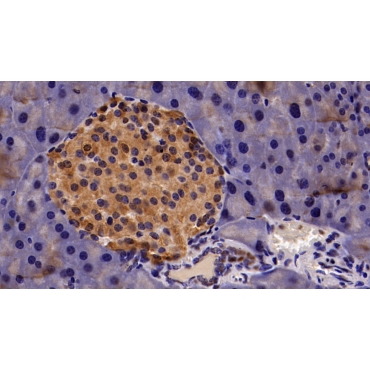Chromobox Homolog 3 (CBX3) Mouse Polyclonal Antibody