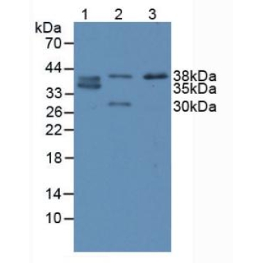 Caudal Type Homeobox 2 (CDX2) Human Polyclonal Antibody