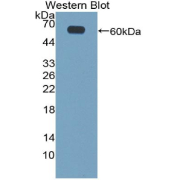 Cartilage Intermediate Layer Protein (CILP) Mouse Polyclonal Antibody
