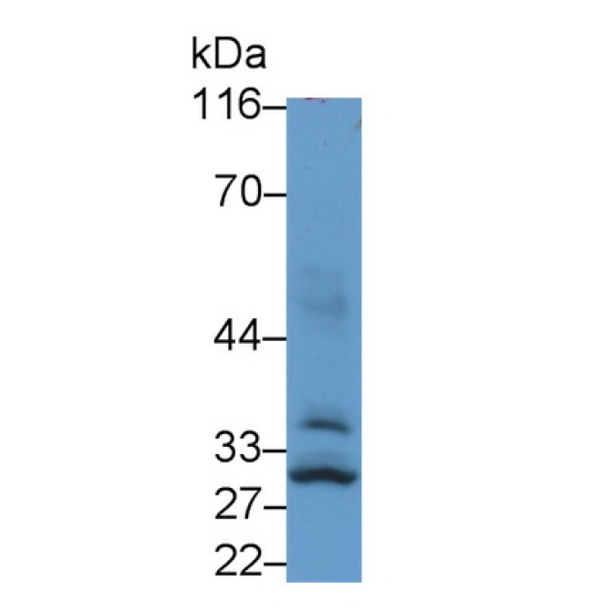 Cytokine Inducible SH2 Containing Protein (CISH) Human Polyclonal Antibody