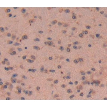 Cytoskeleton Associated Protein 2 (CKAP2) Mouse Polyclonal Antibody