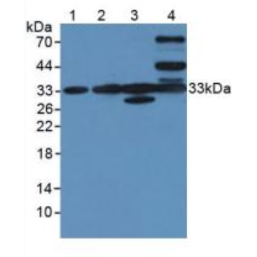 Chloride Intracellular Channel Protein 1 (CLIC1) Human Polyclonal Antibody