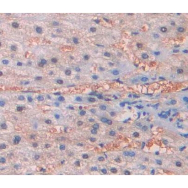 Cytochrome C Oxidase Subunit VIc (COX6c) Human Polyclonal Antibody