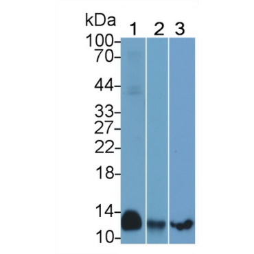 Cytochrome C Oxidase Subunit VIc (COX6c) Mouse Polyclonal Antibody